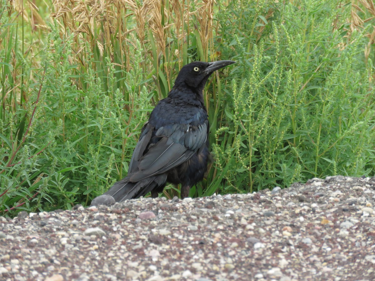 Great-tailed Grackle - ML363308541