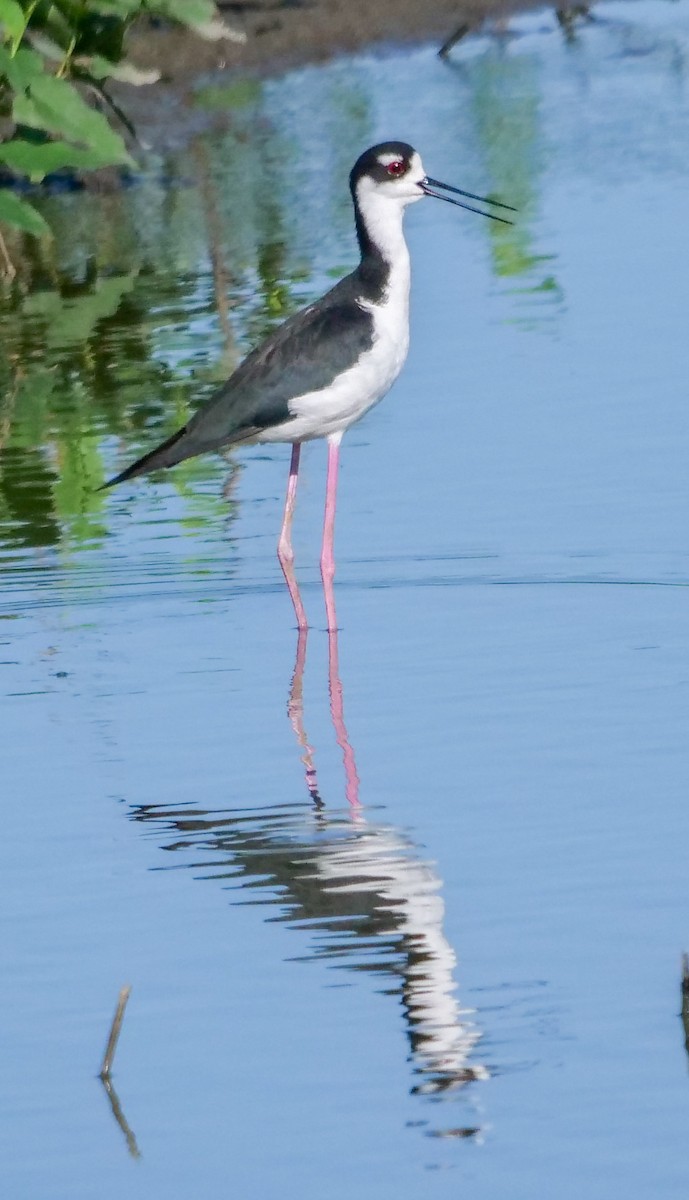 Black-necked Stilt (Black-necked) - ML363308601