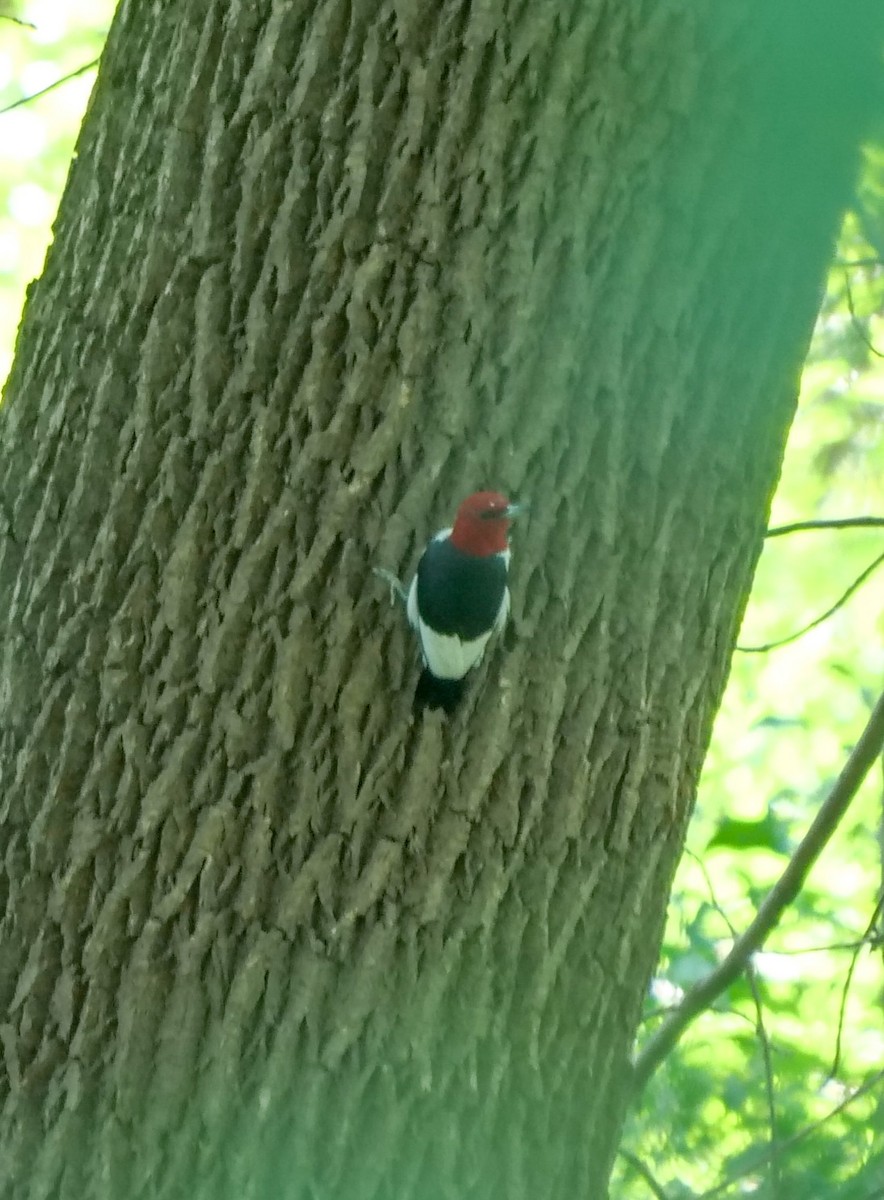 Red-headed Woodpecker - ML363308631