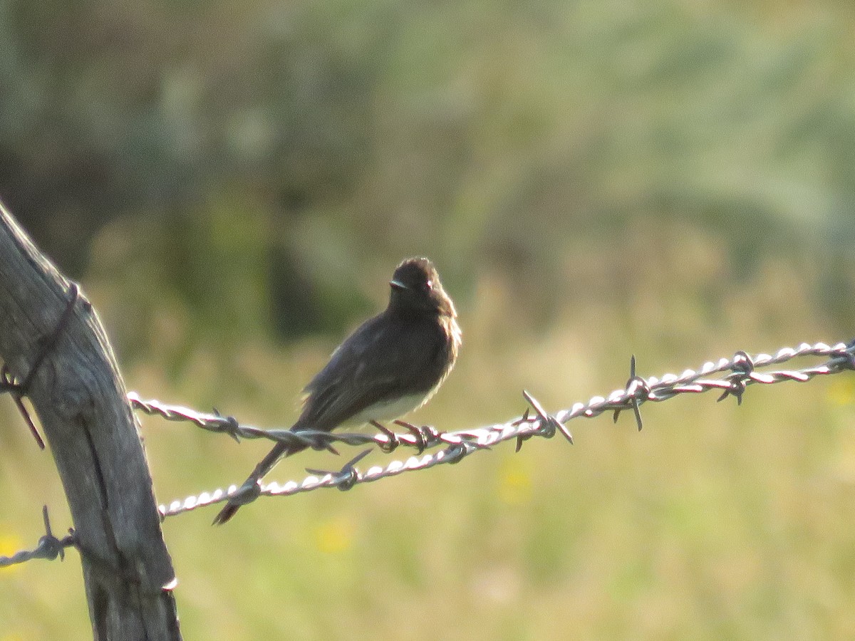 Black Phoebe - Peggy Horton