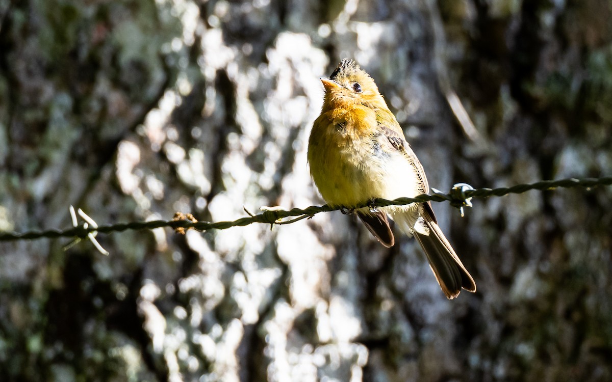 Tufted Flycatcher (Costa Rican) - Blake Matheson