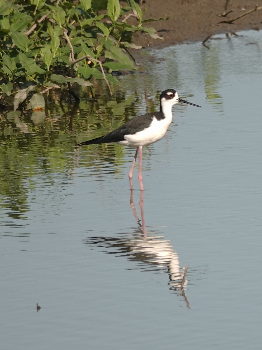 Black-necked Stilt (Black-necked) - ML363310711
