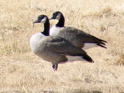 Canada Goose - David Marjamaa