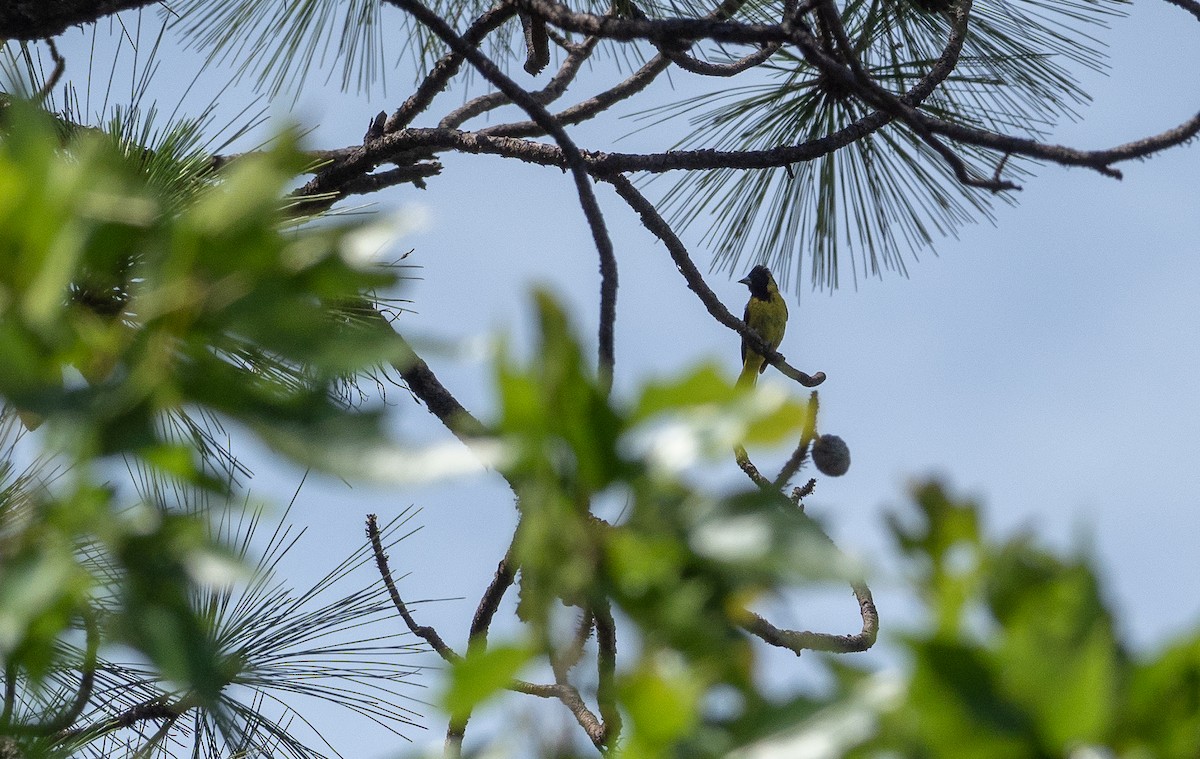 Black-headed Siskin - Forest Botial-Jarvis