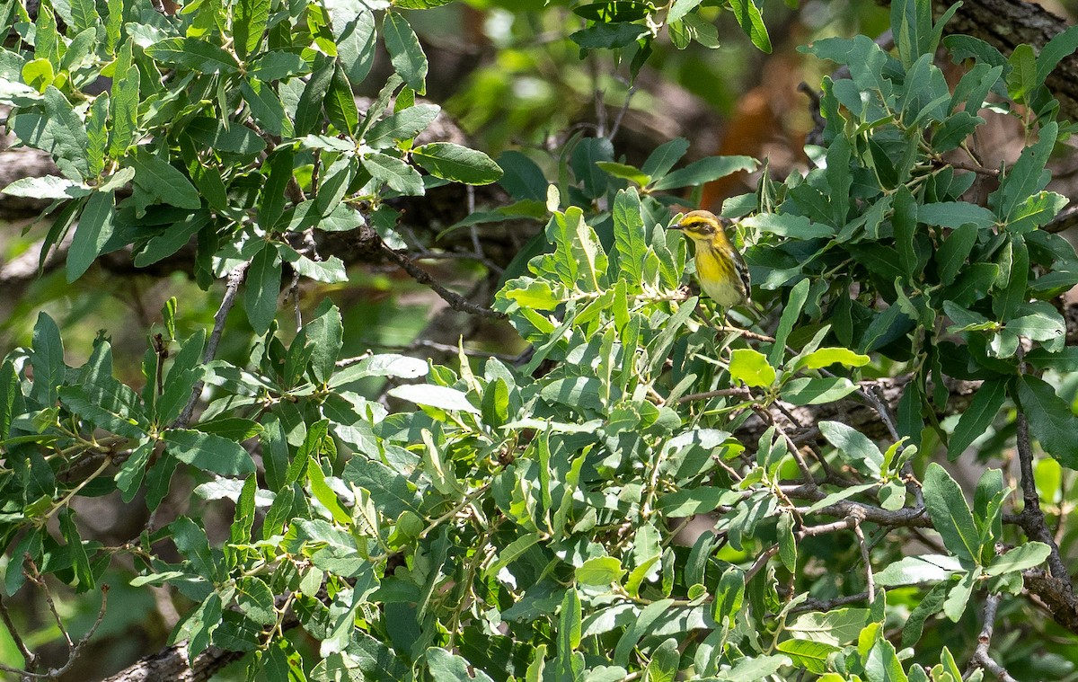 Townsend's Warbler - Forest Botial-Jarvis