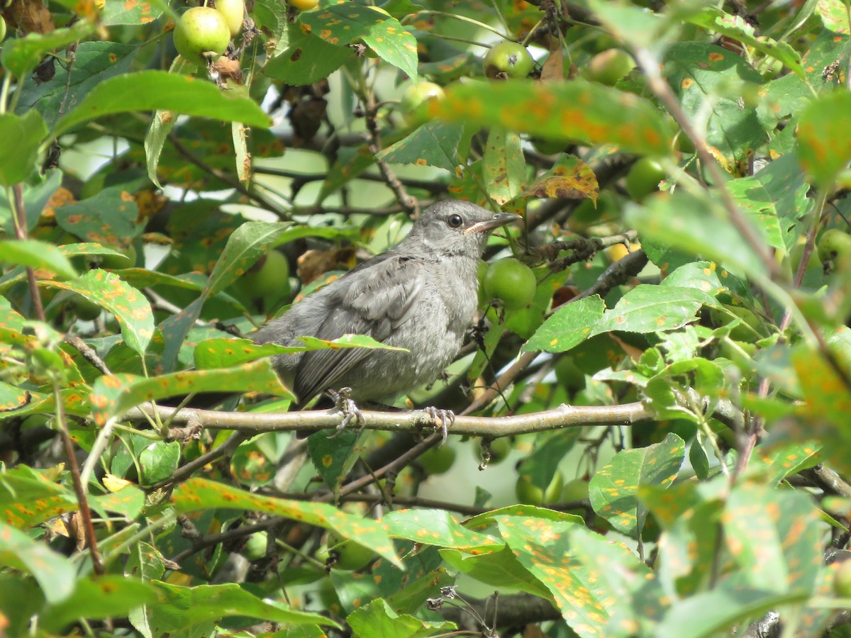 Gray Catbird - ML363312411