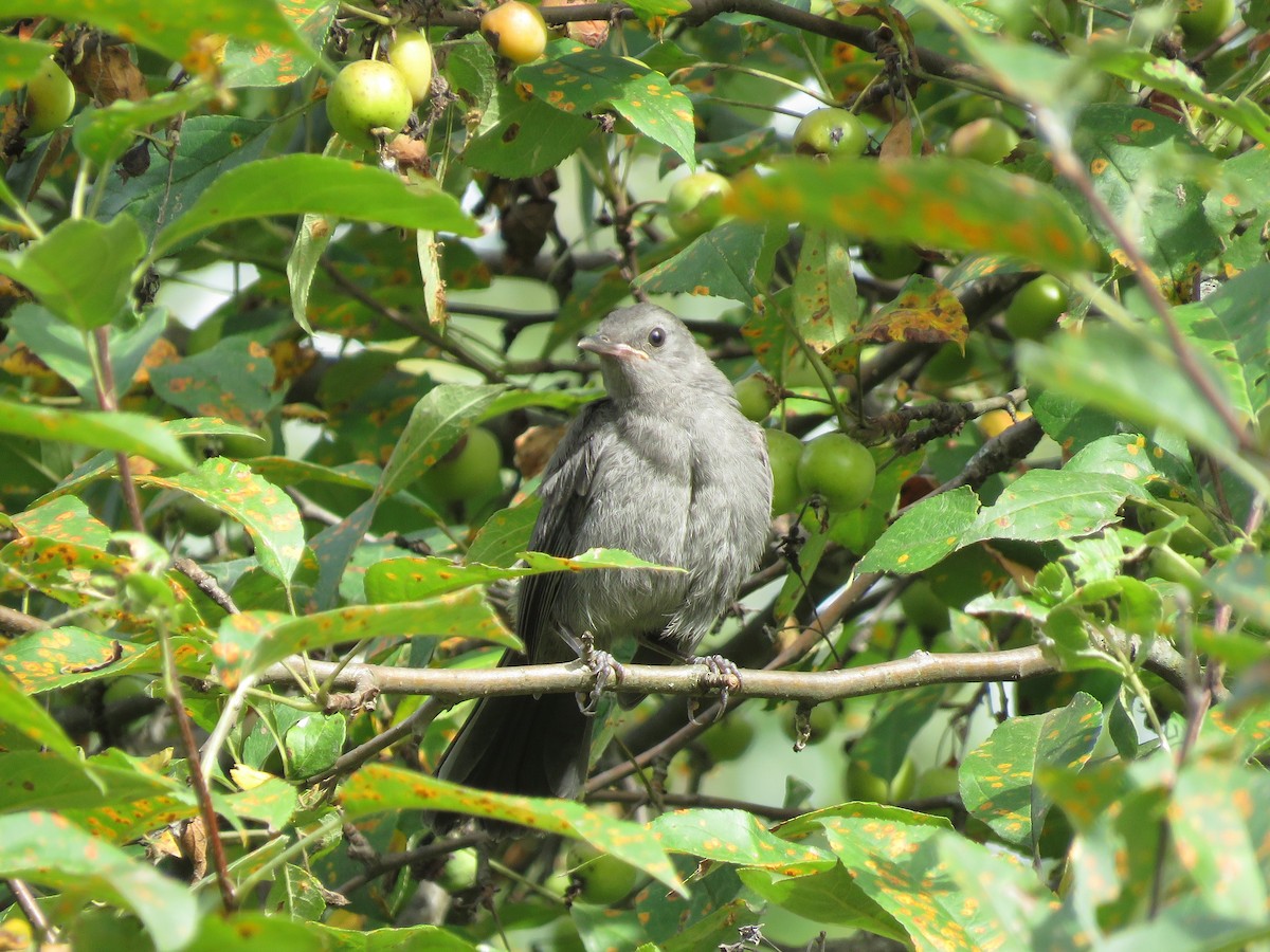 Gray Catbird - ML363312441