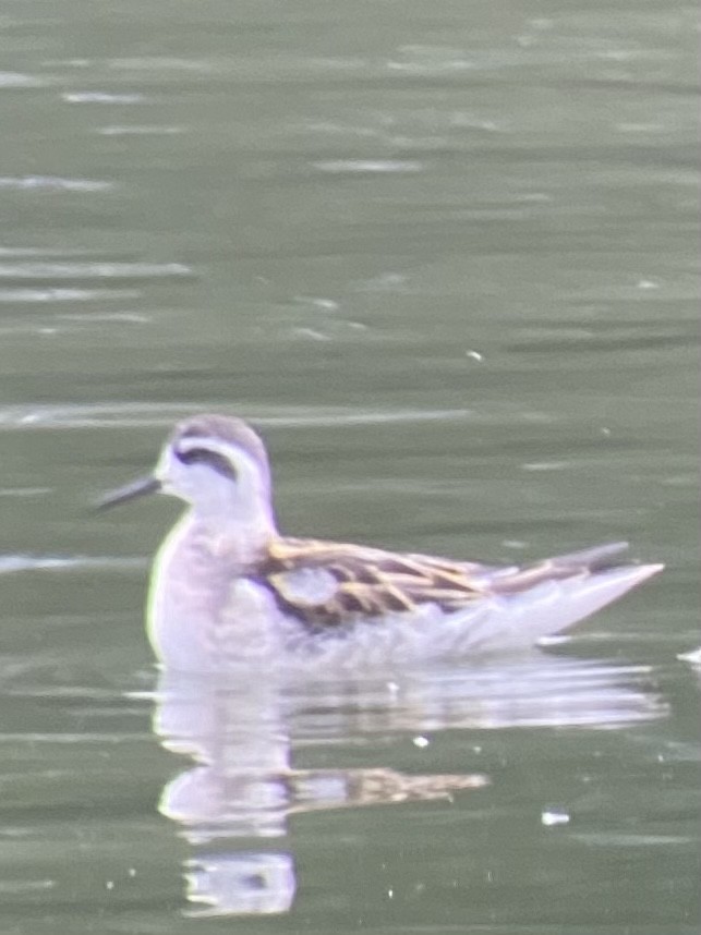 Red-necked Phalarope - ML363312501