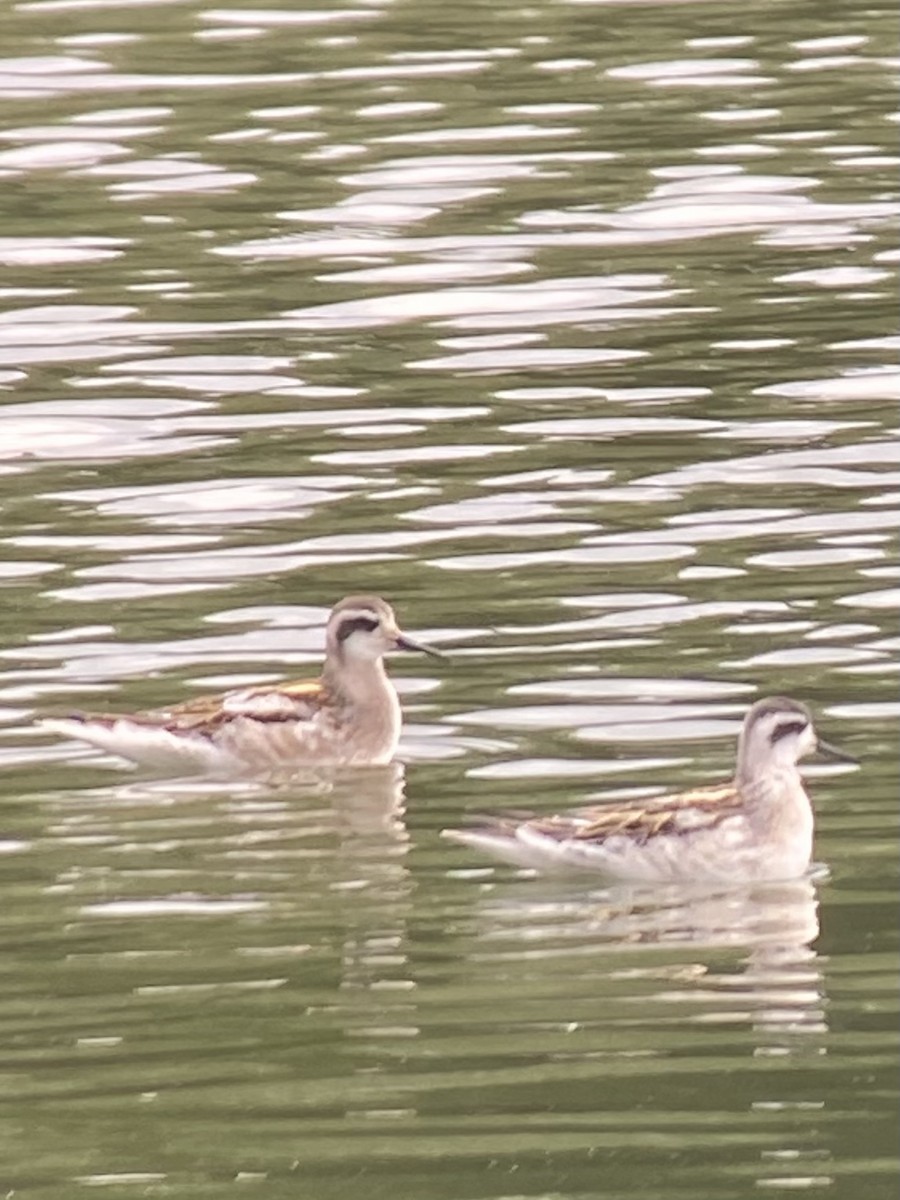 Red-necked Phalarope - ML363312511