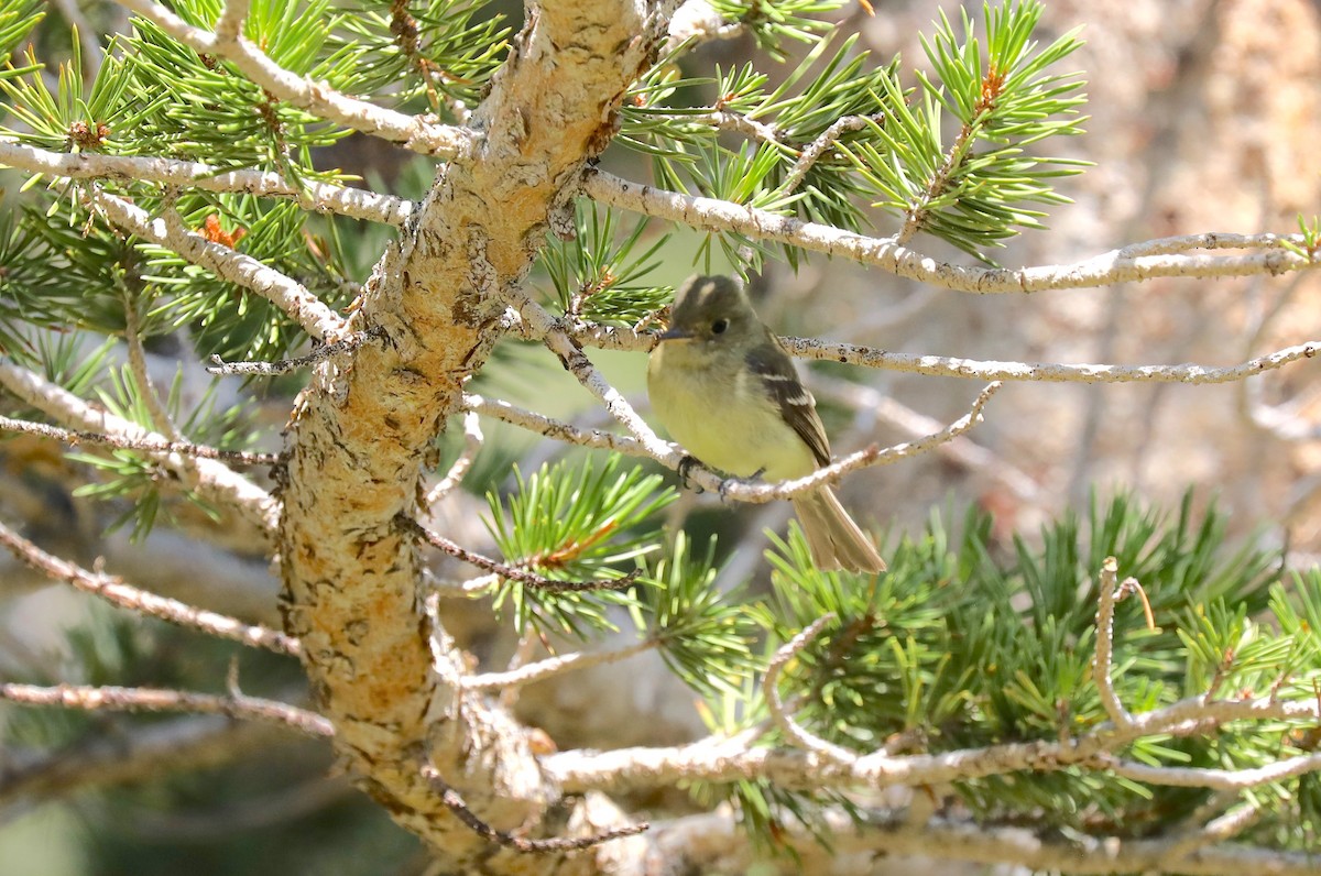 Western Flycatcher (Pacific-slope) - Ron Hess