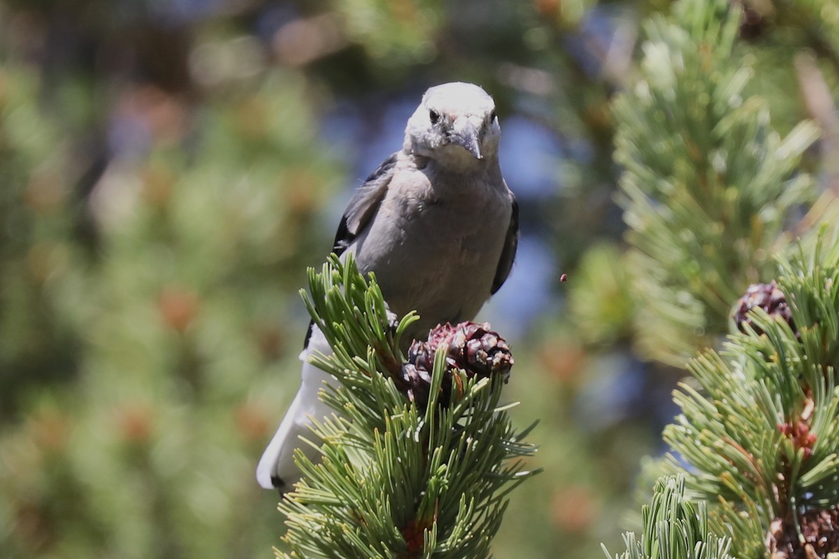 Clark's Nutcracker - ML363313911