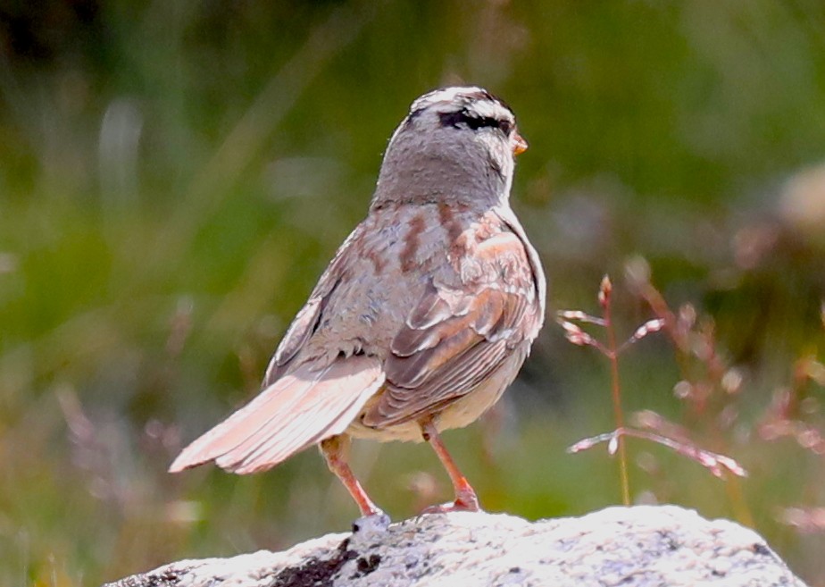 White-crowned Sparrow - ML363314301