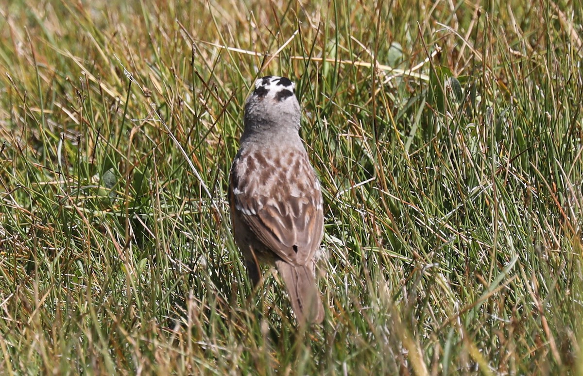 Bruant à couronne blanche - ML363314351