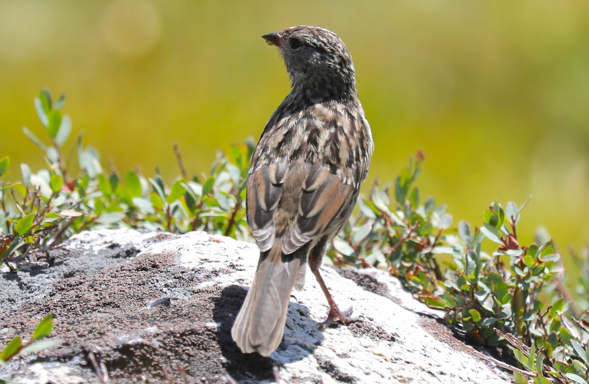 passerellidé sp. - ML363314611