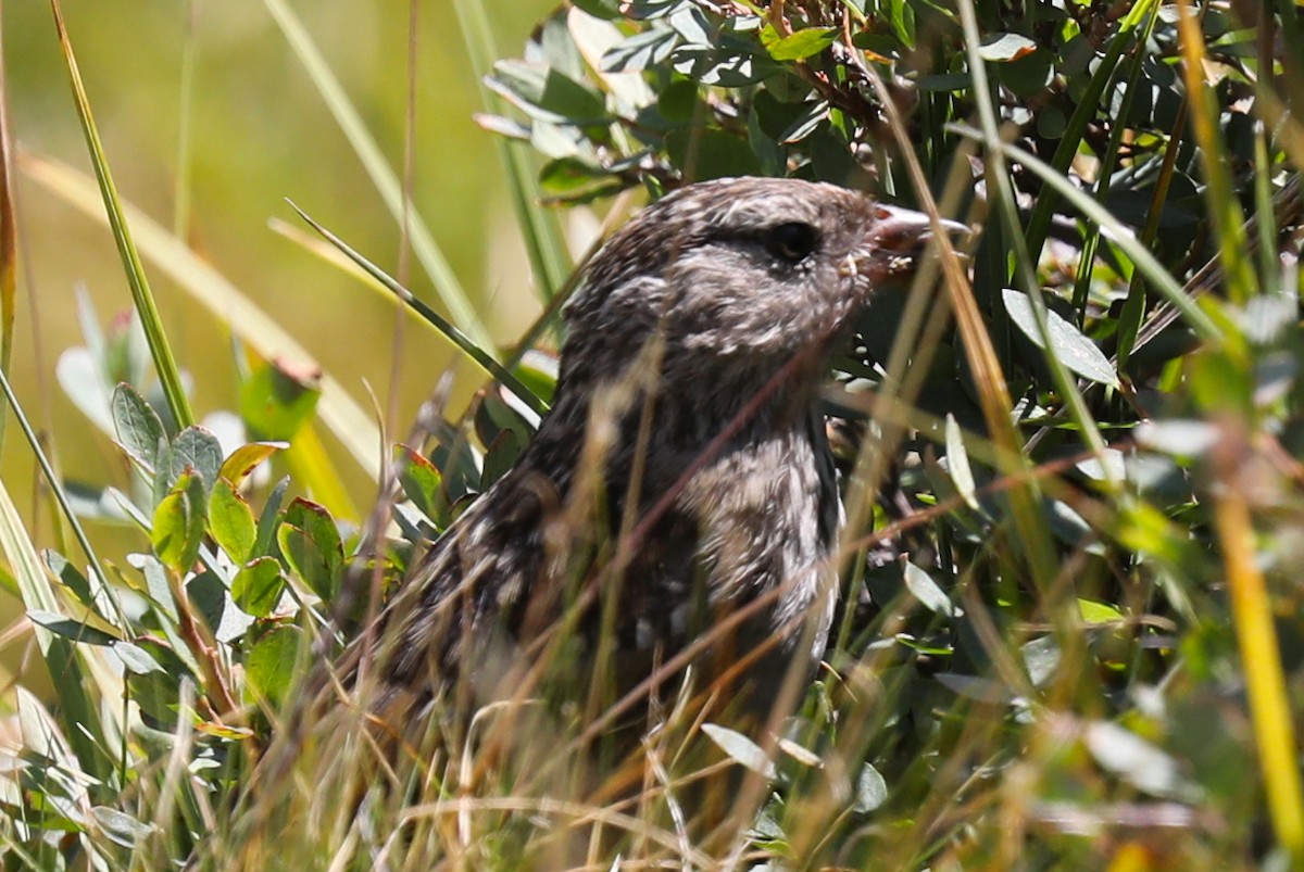 new world sparrow sp. - ML363314641