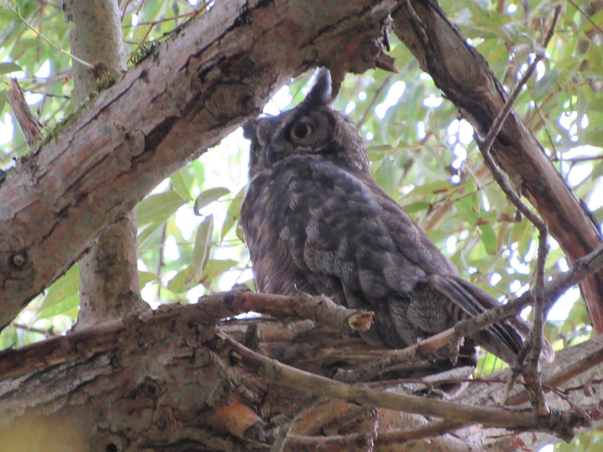 Great Horned Owl - ML363315361