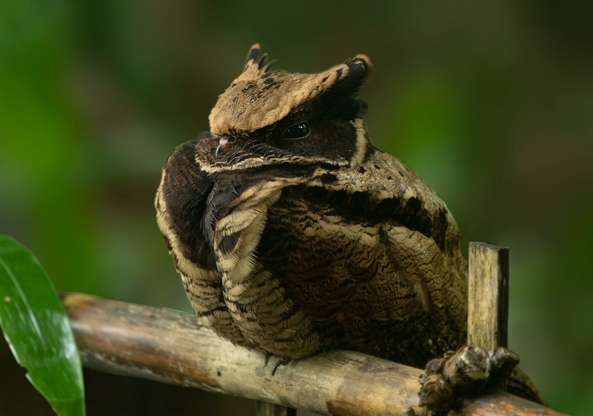 ML363315641 - Great Eared-Nightjar - Macaulay Library