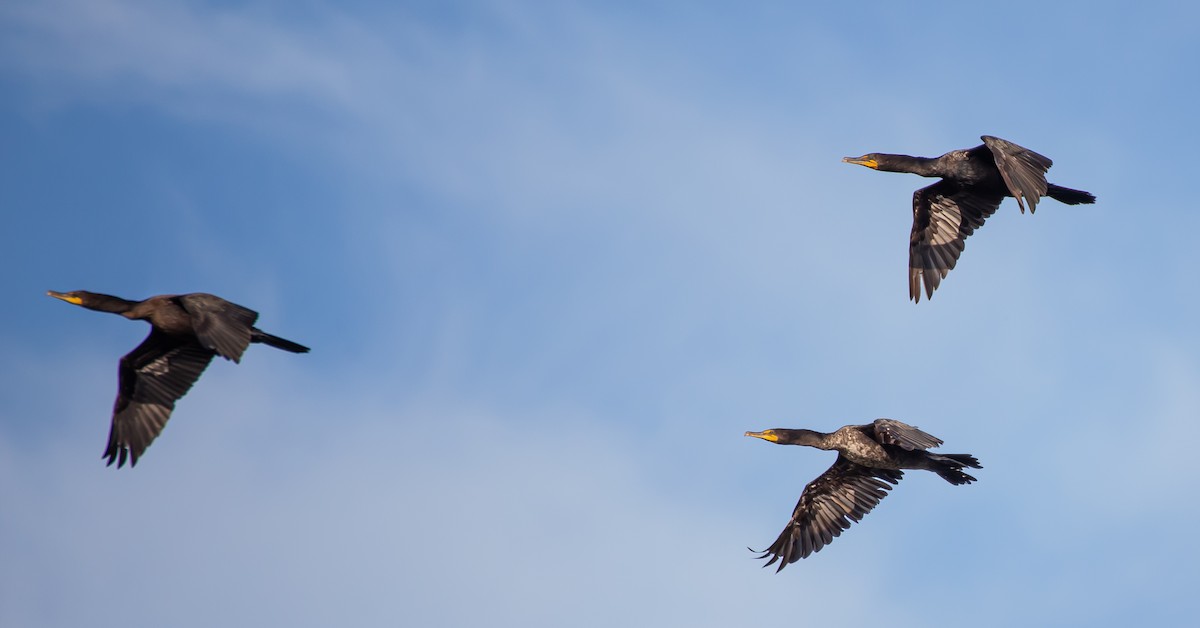 Double-crested Cormorant - Timothy Aarons