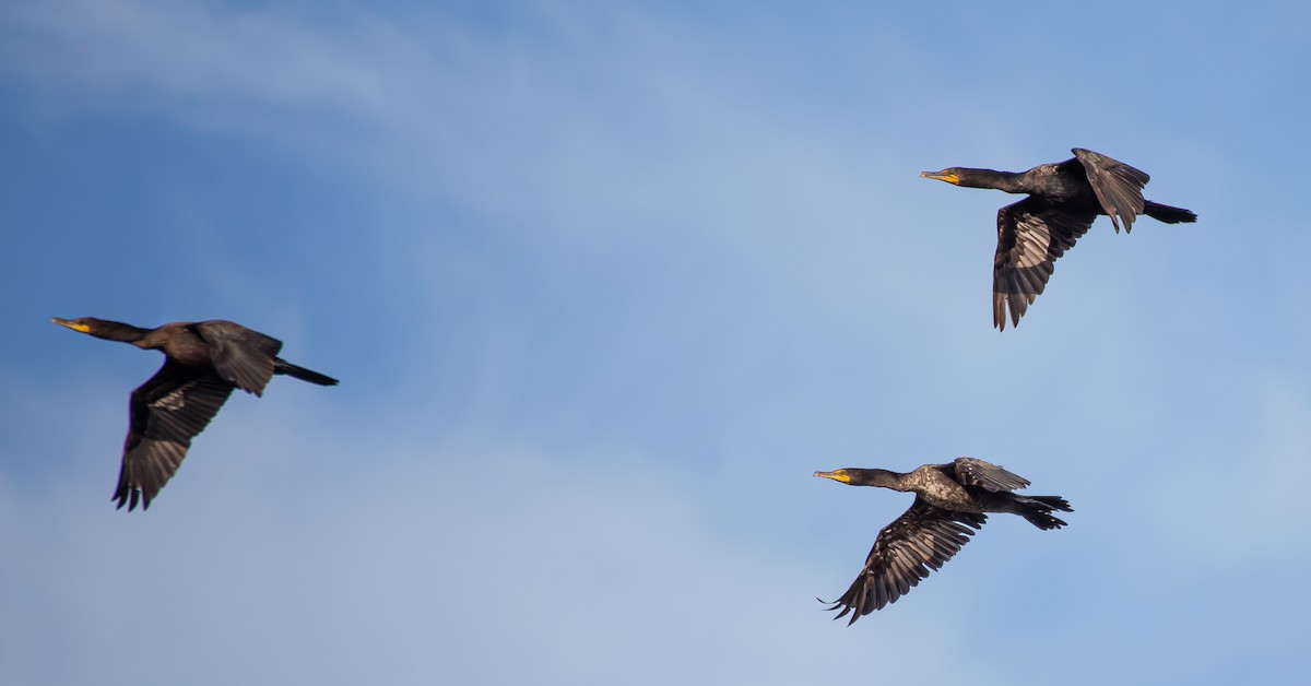 Double-crested Cormorant - ML363317251