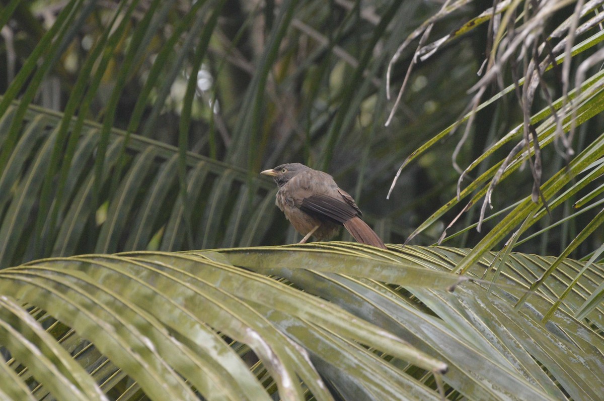 Jungle Babbler (Black-winged) - ML363318121
