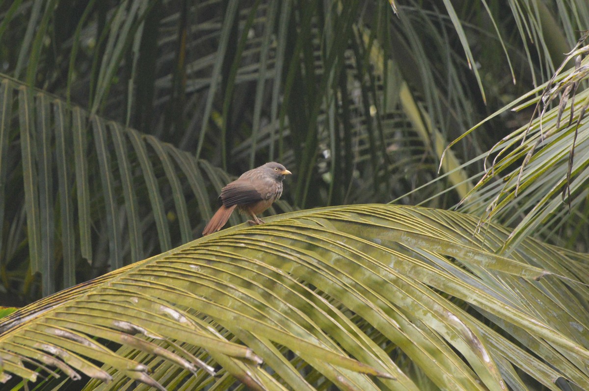 Jungle Babbler (Black-winged) - ML363318141
