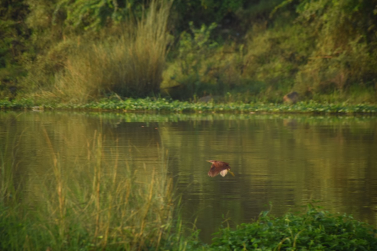 Cinnamon Bittern - Ramya NS