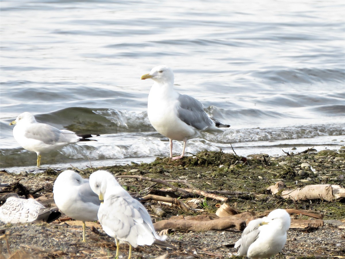 Herring Gull - ML363319481