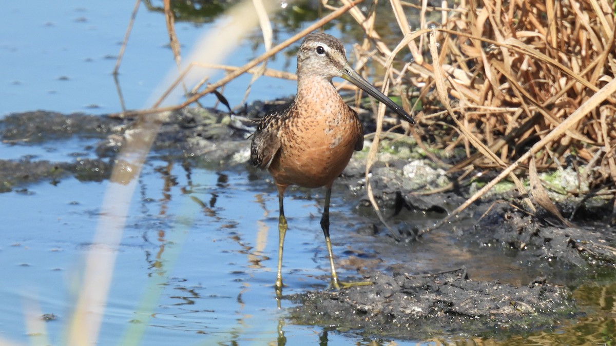 Long-billed Dowitcher - ML363320071