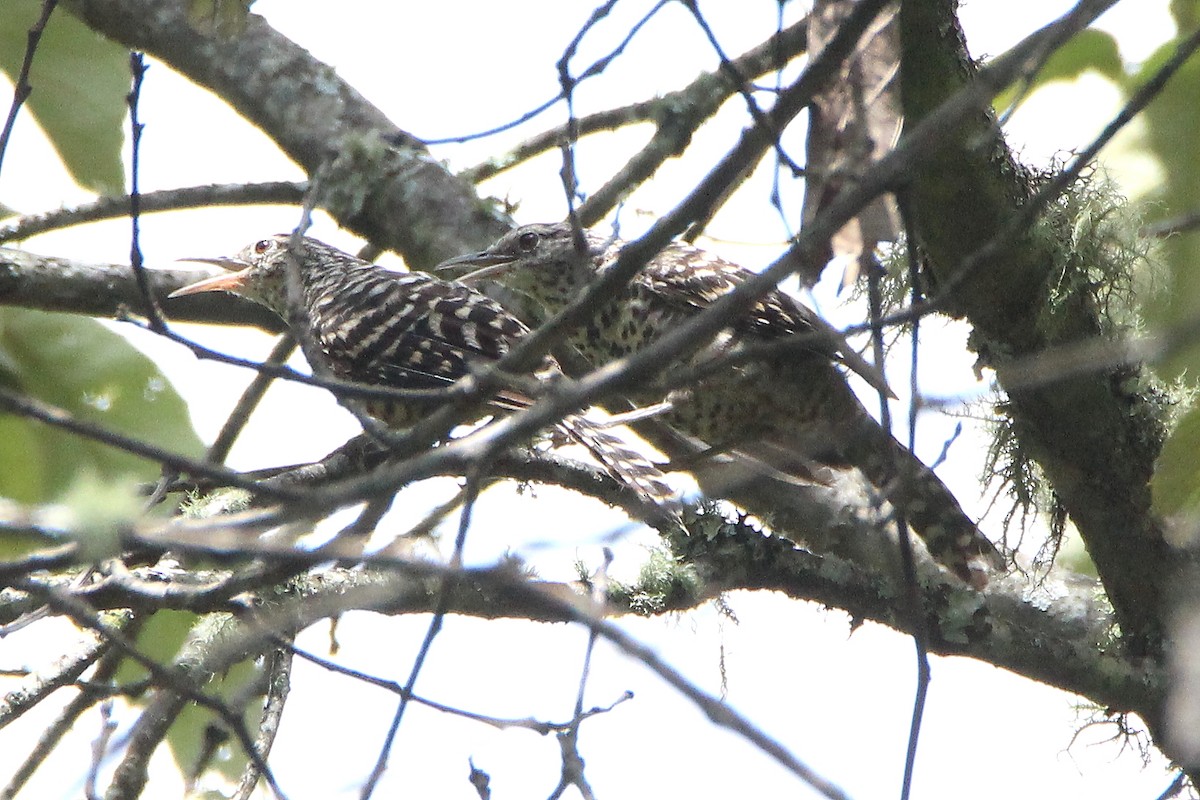 Gray-barred Wren - ML363320231