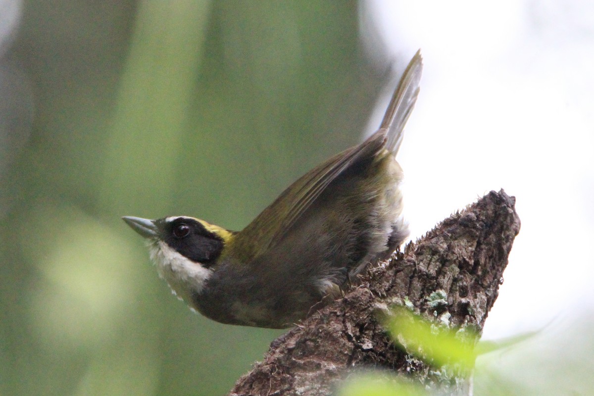 Green-striped Brushfinch - ML363320251