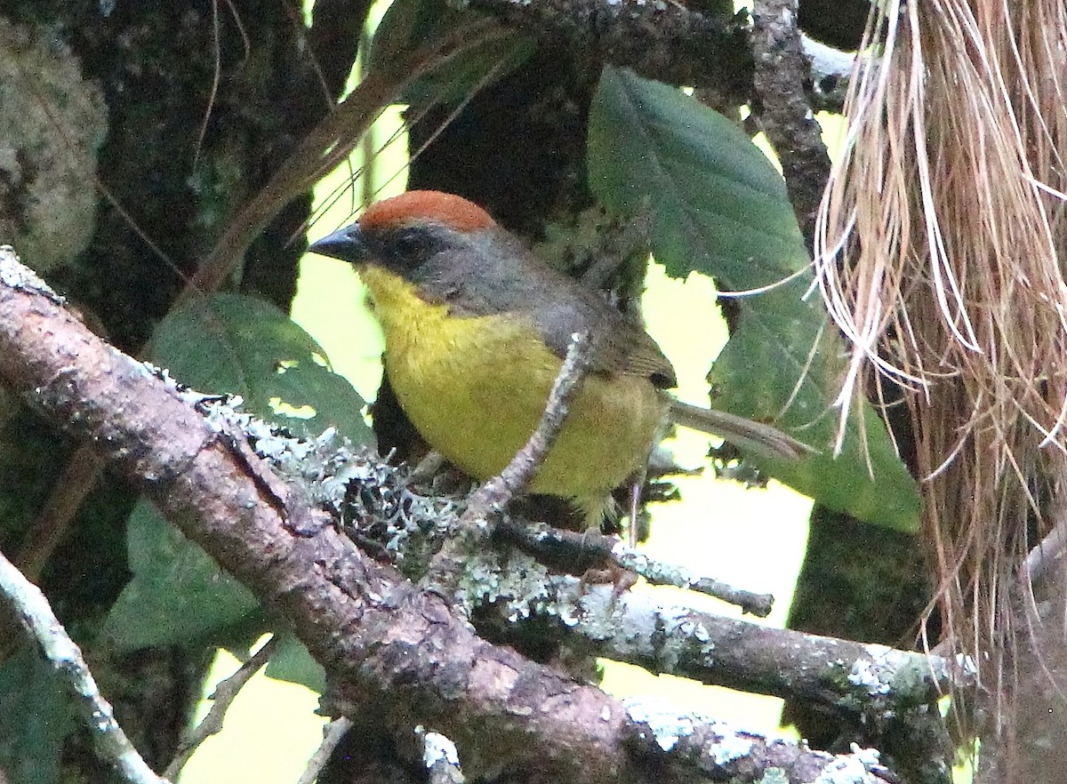 Rufous-capped Brushfinch - ML363320331