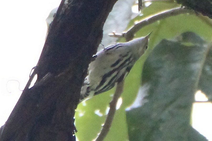 Black-and-white Warbler - Paul Lewis