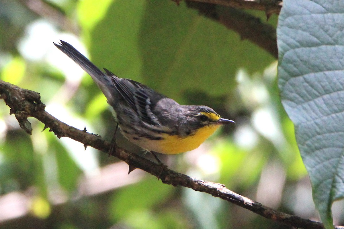 Grace's Warbler - ML363320461