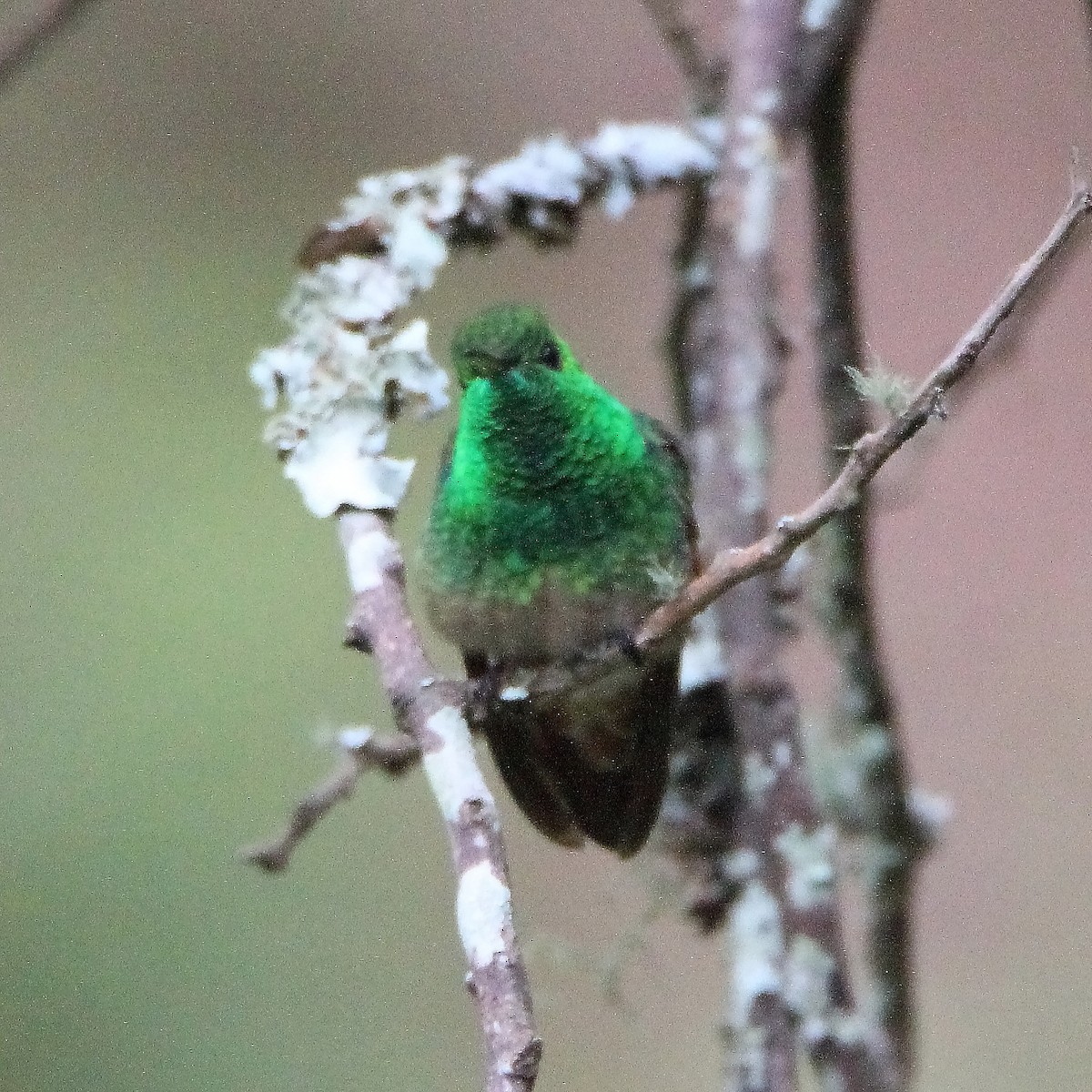 kolibřík mexický - ML363320651