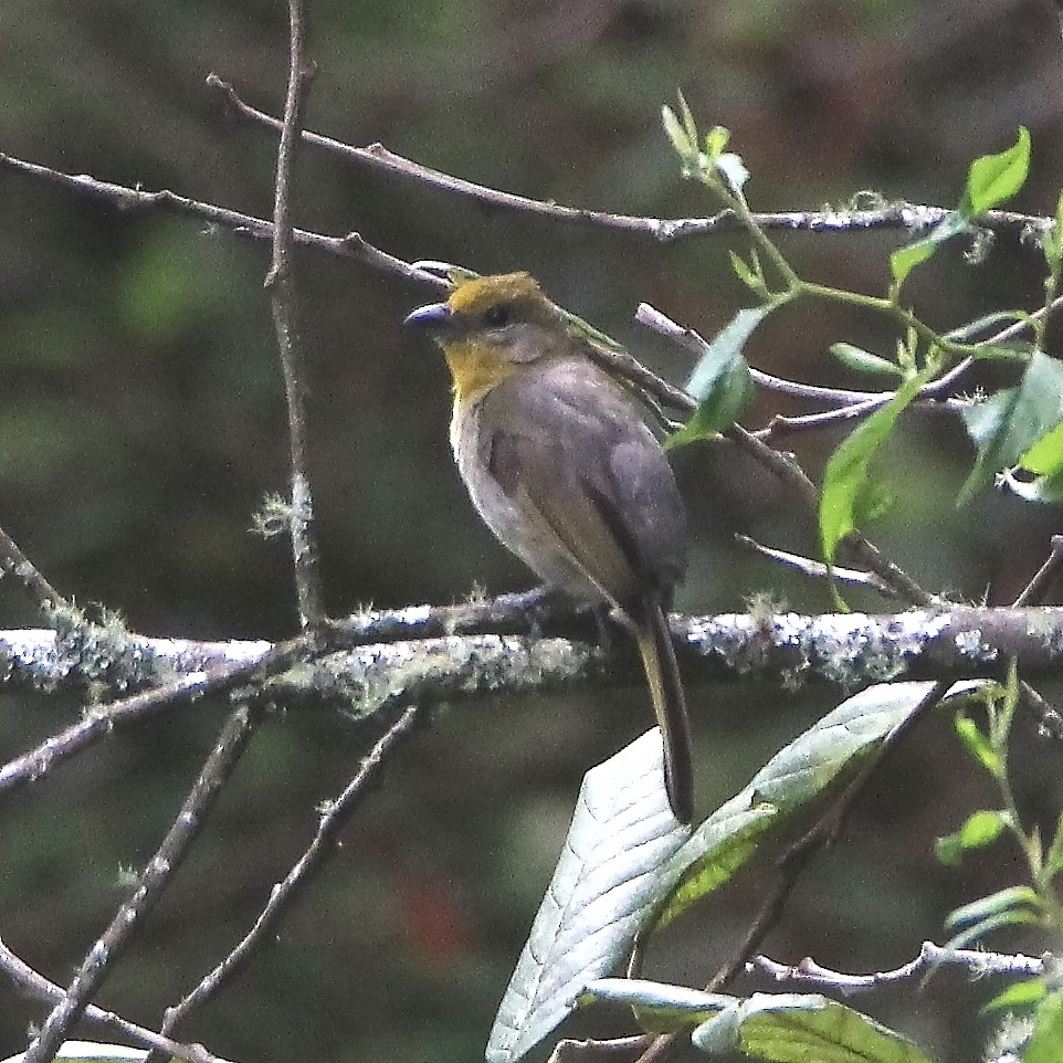 Red-headed Tanager - ML363320701