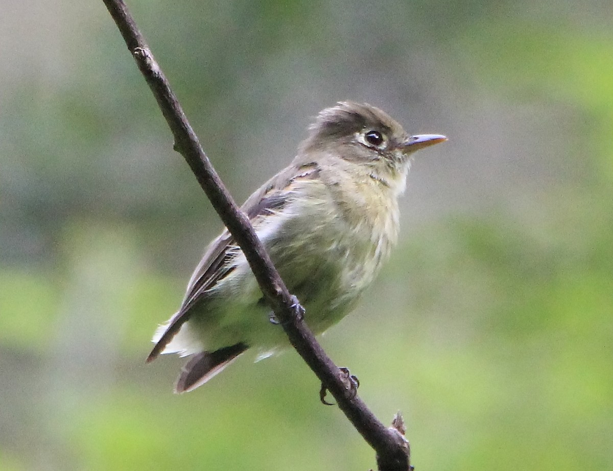 Western Flycatcher (Cordilleran) - Paul Lewis