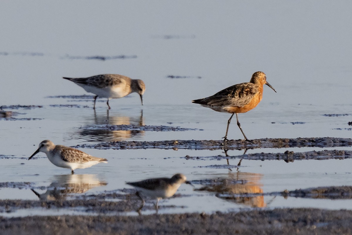 Curlew Sandpiper - Mike Cameron