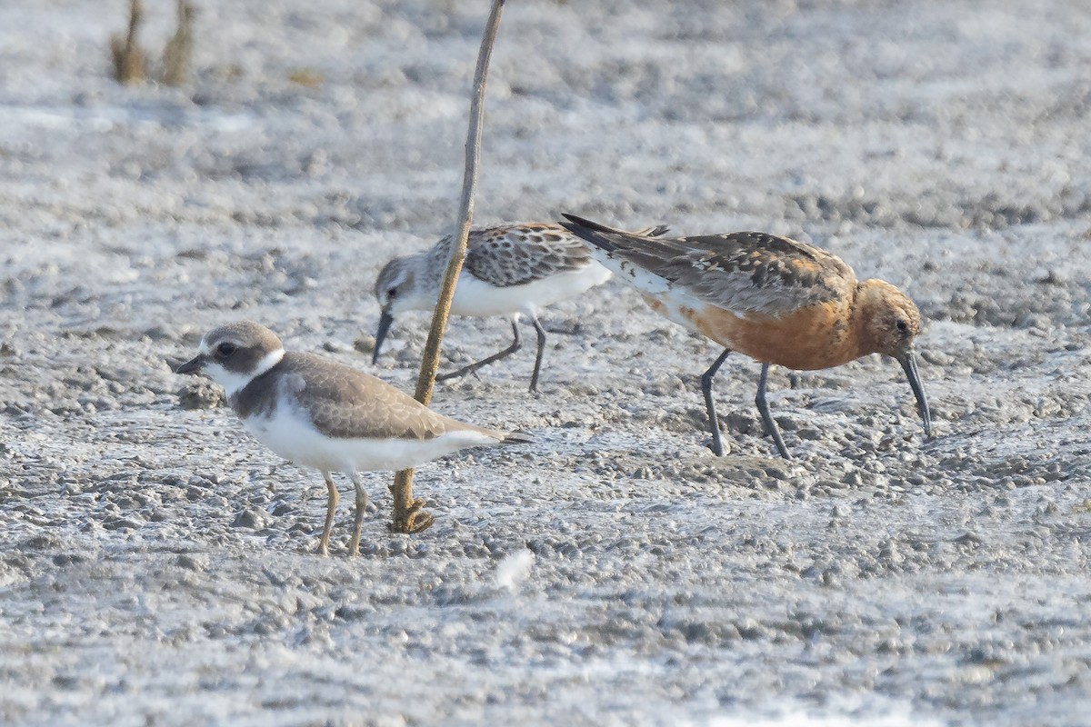 Curlew Sandpiper - ML363321891