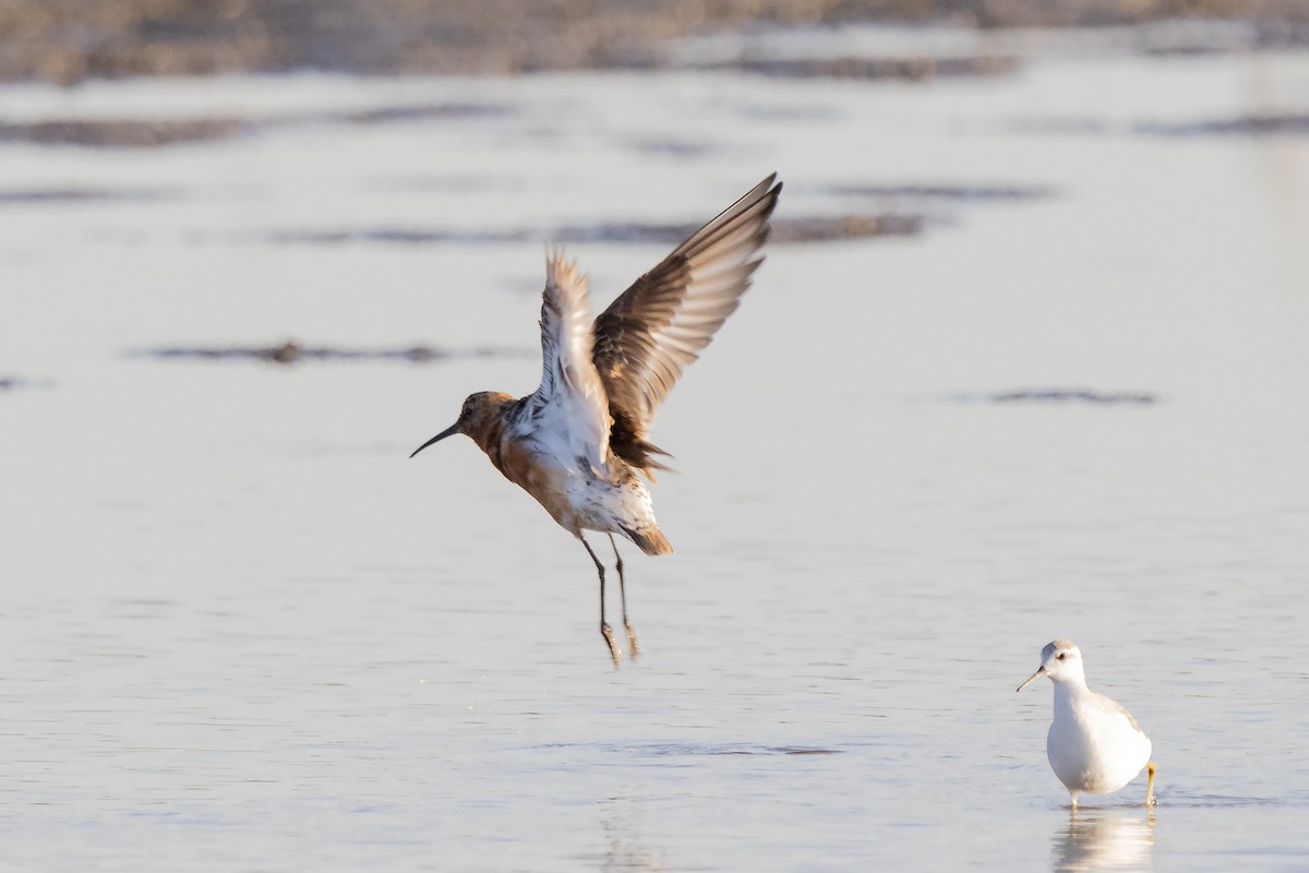 Curlew Sandpiper - ML363323161