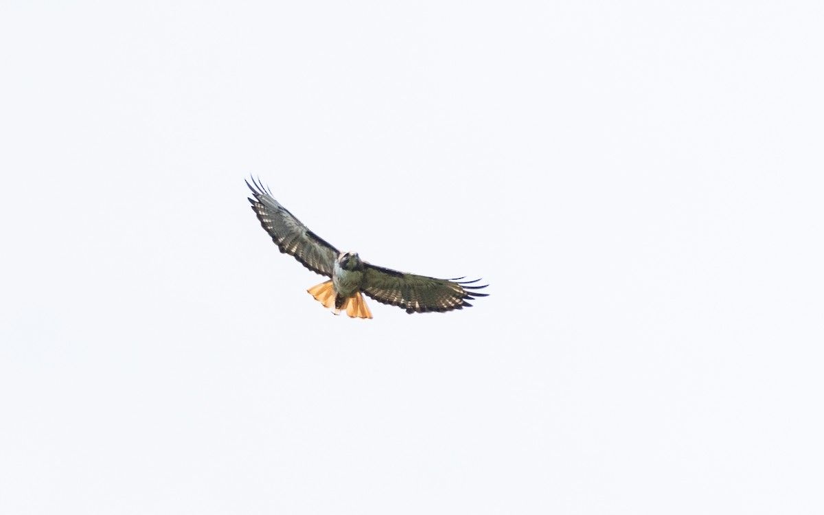 Red-tailed Hawk (costaricensis) - ML363324081