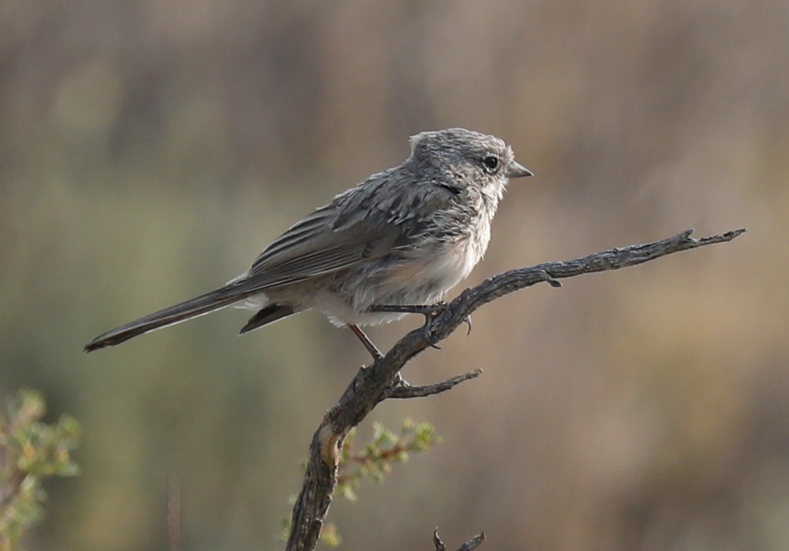 new world sparrow sp. - Ron Hess