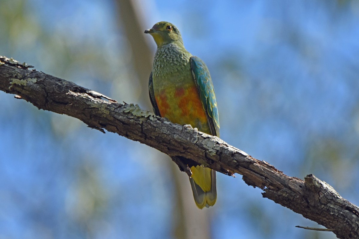 Rose-crowned Fruit-Dove - ML363325651