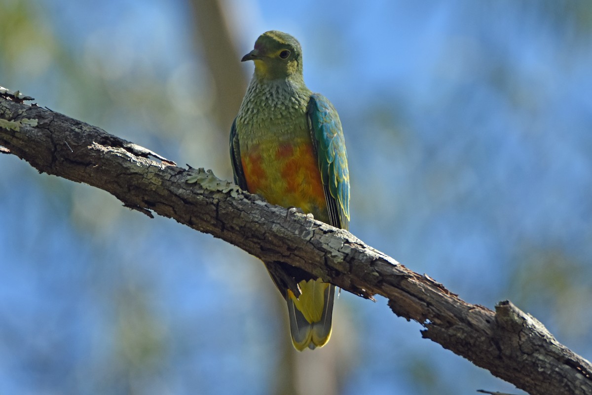 Rose-crowned Fruit-Dove - ML363325671