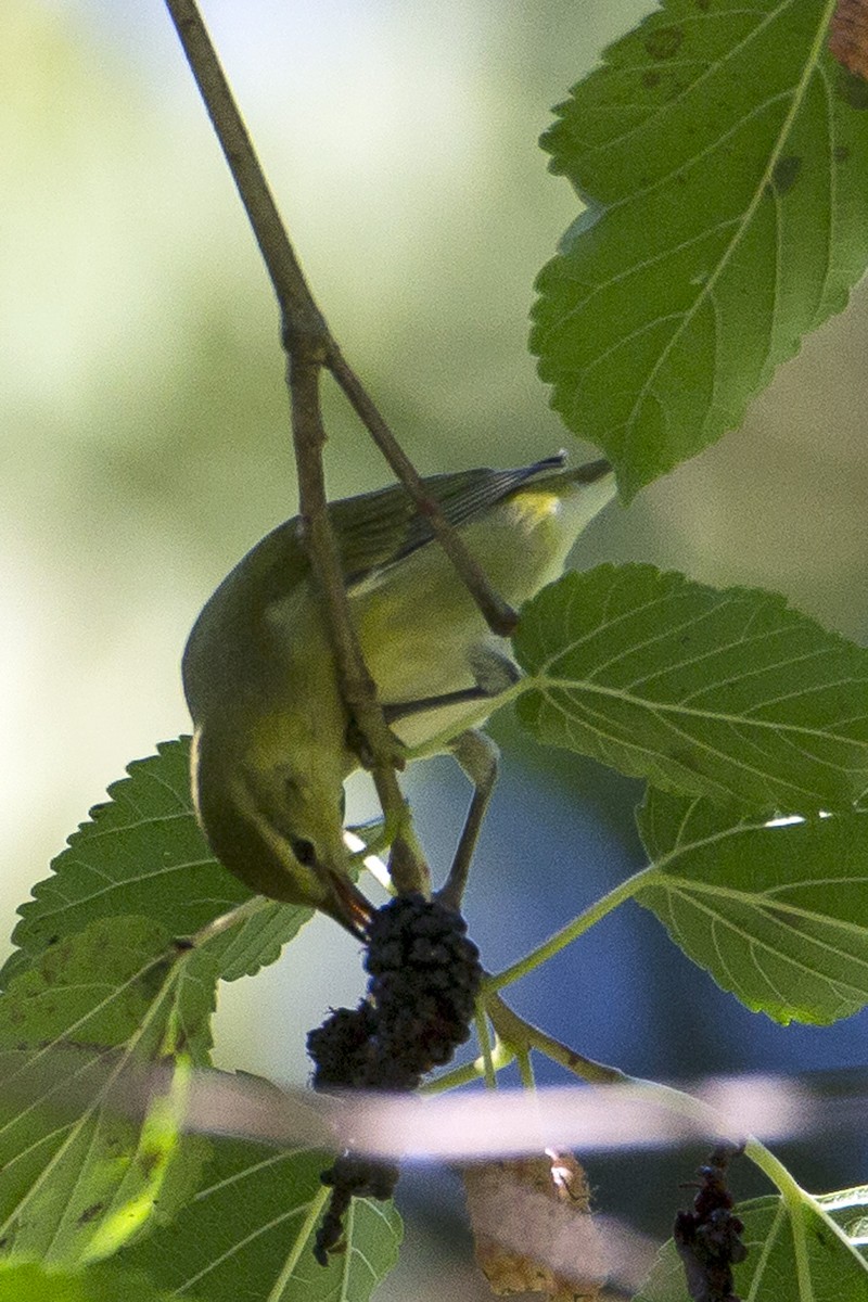 Tennessee Warbler - Naseem Reza