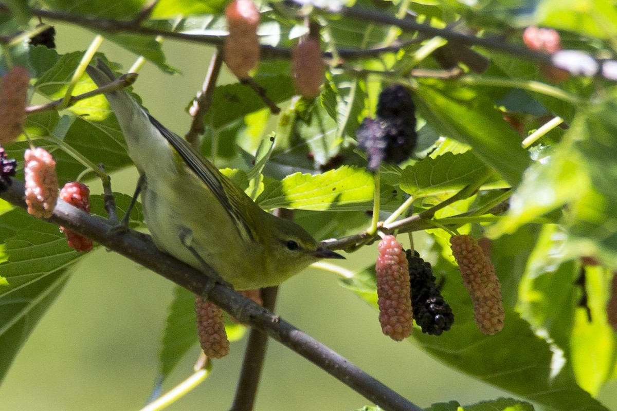 Tennessee Warbler - Naseem Reza