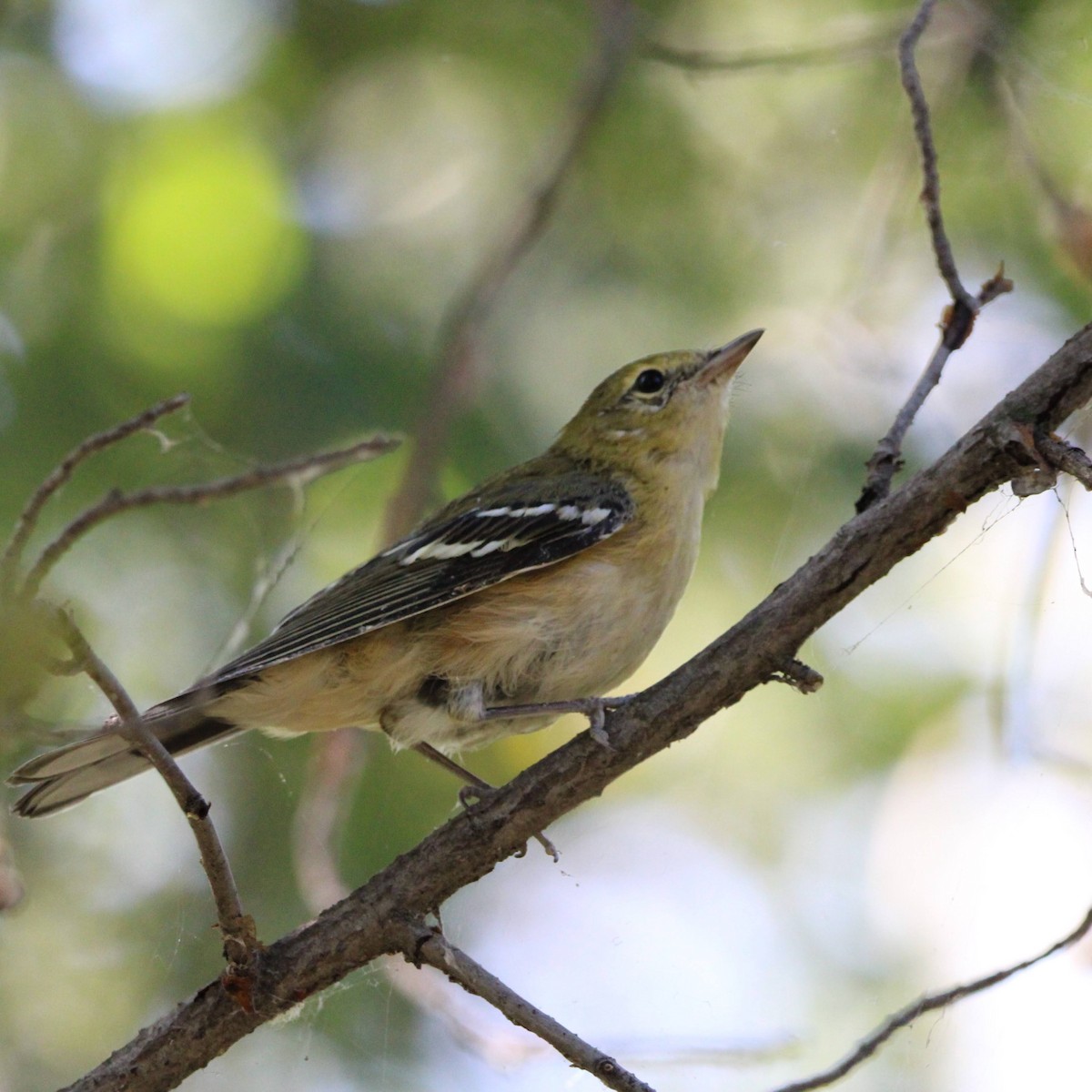 Bay-breasted Warbler - ML363328711