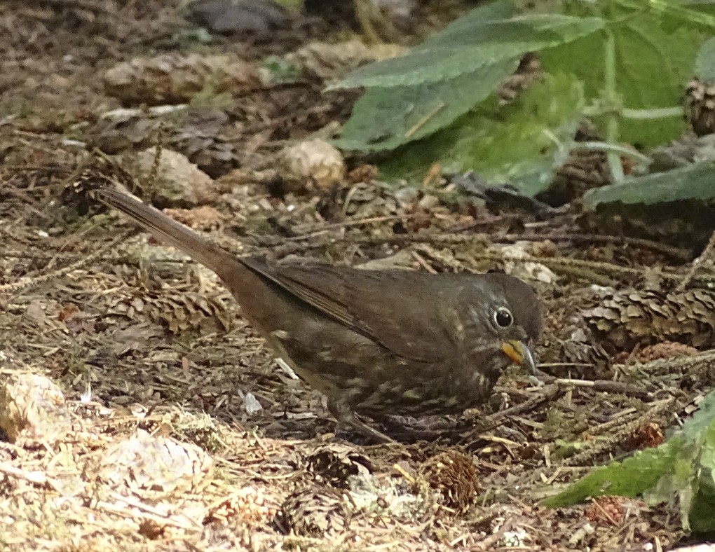 Fox Sparrow (Sooty) - Nancy Overholtz