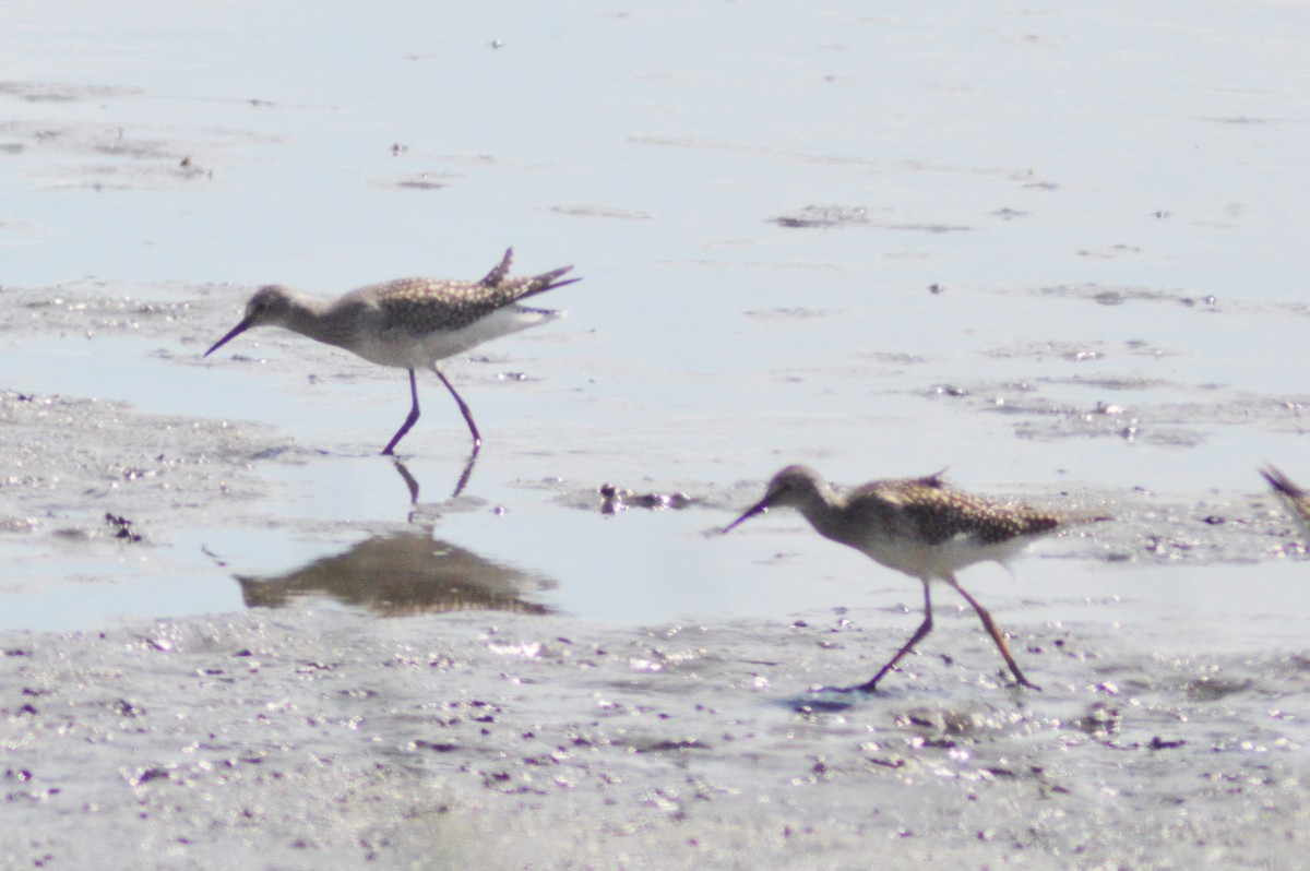 Lesser Yellowlegs - ML363330131