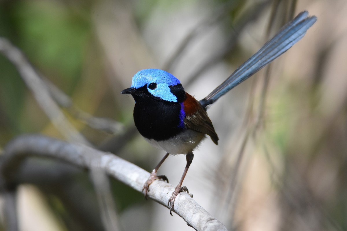 Variegated Fairywren - ML363330451