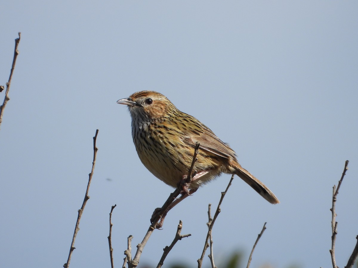 Striated Fieldwren - ML363331051